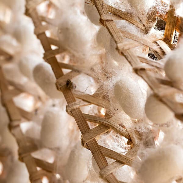 Zijdeproteïnen This Green